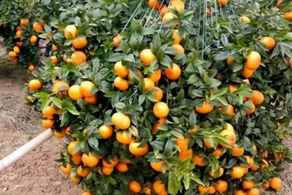 阳台种沃柑第一年怎么种