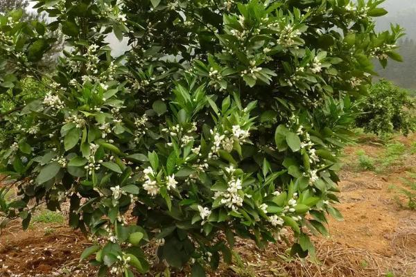 阿斯蜜柑橘介绍