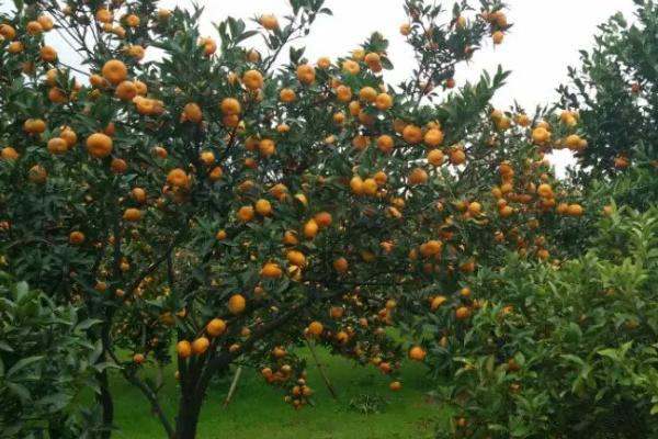 适合北方种植的橘子树