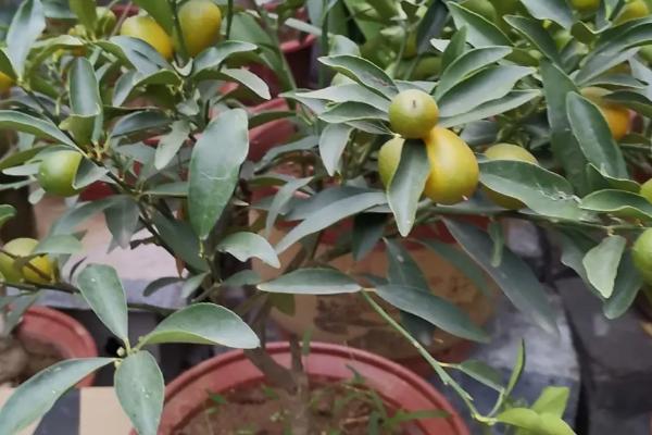 盆栽橘子树掉叶子是怎么回事