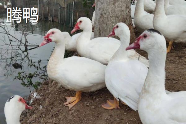 腾鸭和鸭子的区别,腾鸭的养殖周期是多长