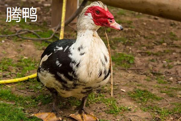 腾鸭和鸭子的区别,腾鸭的养殖周期是多长