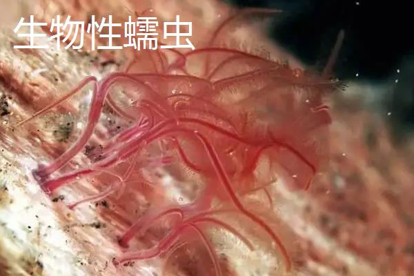 土源性蠕虫的防治原则是，与生物源蠕虫的区分