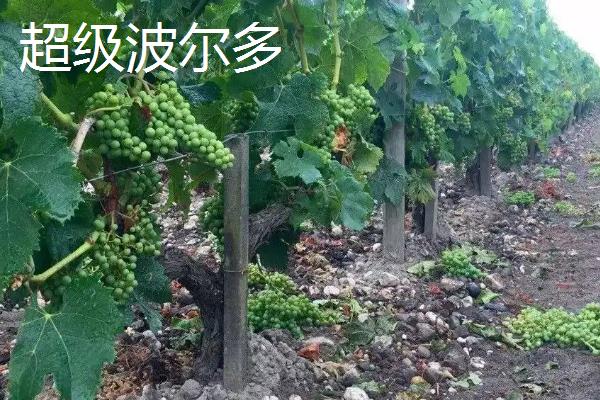 超级波尔多和普通波尔多什么区别，超级波尔多属于哪一个级别