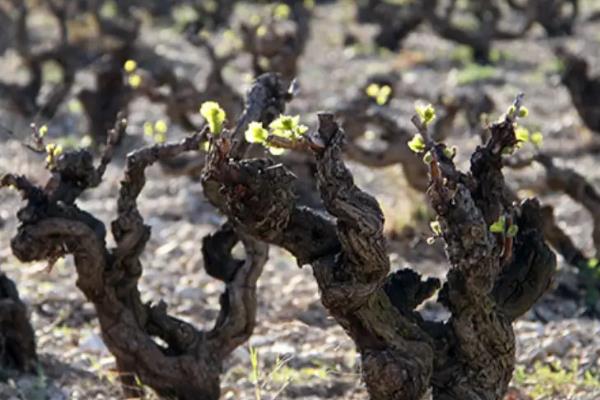 超级波尔多和普通波尔多什么区别，超级波尔多属于哪一个级别