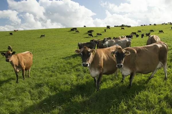 乳畜带形成的原因是什么?和畜牧带有什么区别