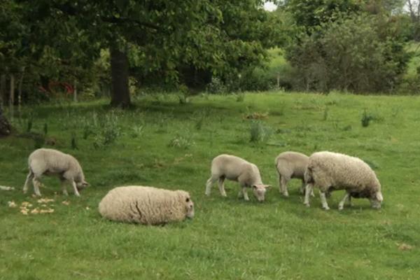 乳畜带形成的原因是什么?和畜牧带有什么区别