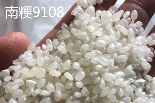 南粳9108与南粳46区别，附南粳9108品种介绍