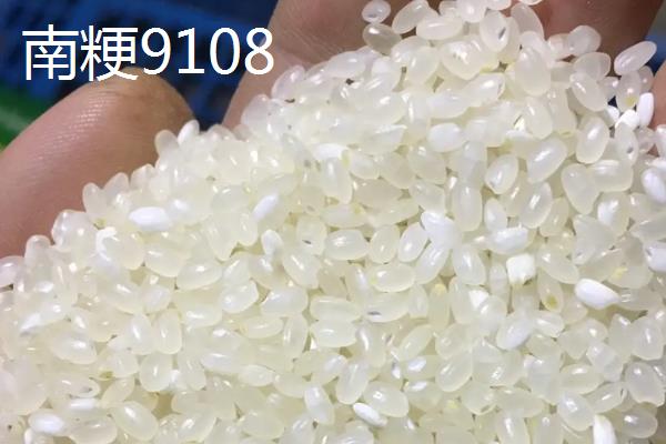南粳9108与南粳46区别，附南粳9108品种介绍