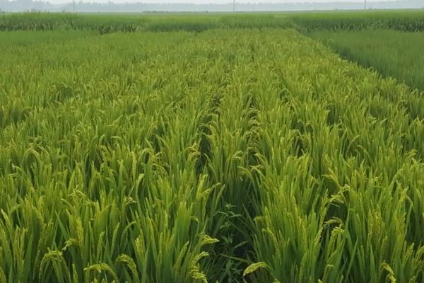 南粳9108与南粳46区别，附南粳9108品种介绍