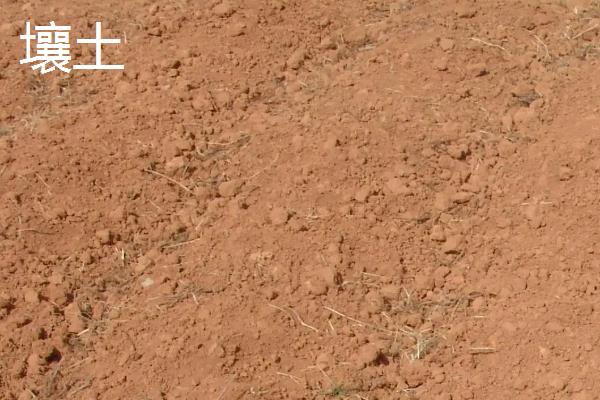 沙质土和粘质土和壤土有什么区别,沙质土和粘质土和壤土分别适宜生长什么植物