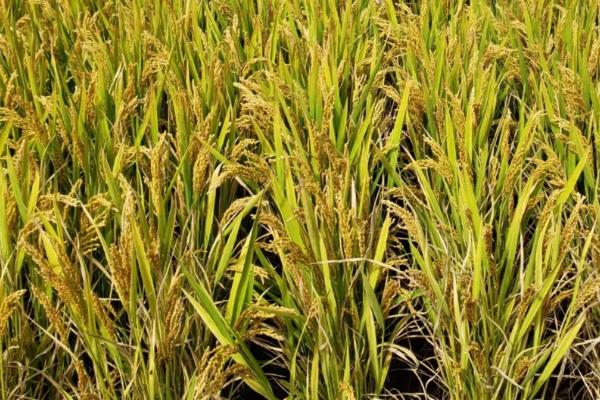 南粳5718和9108有什么区别，附南粳5718简介