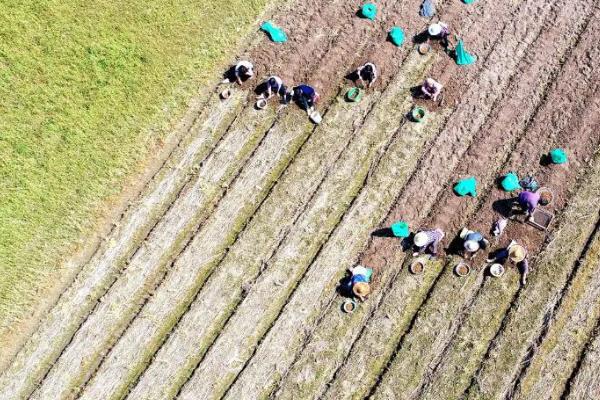 轮作增产的主要原因是什么，轮作间作套种连作的区别