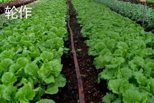 轮作增产的主要原因是什么，轮作间作套种连作的区别