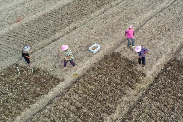 轮作增产的主要原因是什么，轮作间作套种连作的区别