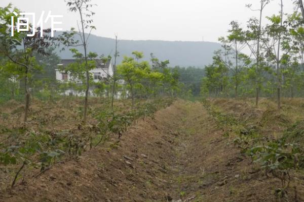 轮作增产的主要原因是什么，轮作间作套种连作的区别