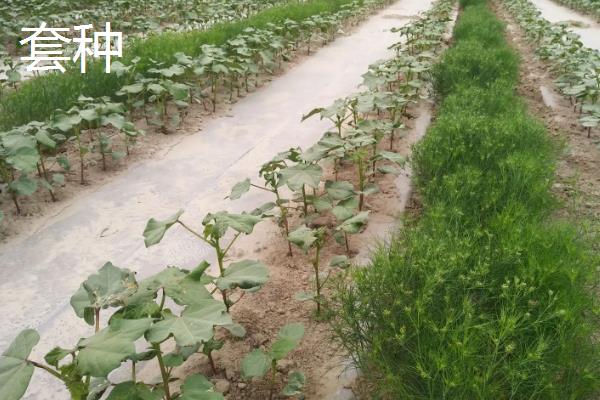 轮作增产的主要原因是什么，轮作间作套种连作的区别