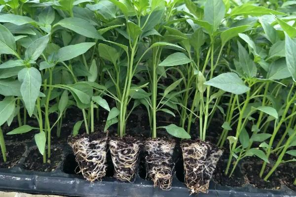 七星椒的种植与管理，七星椒和小米辣的区别