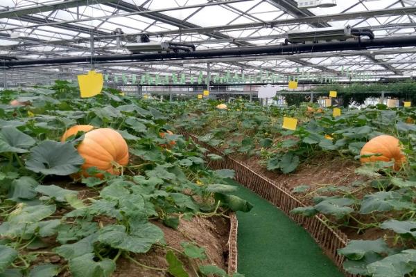 生态农场的经营模式,生态农场和家庭农场的区别