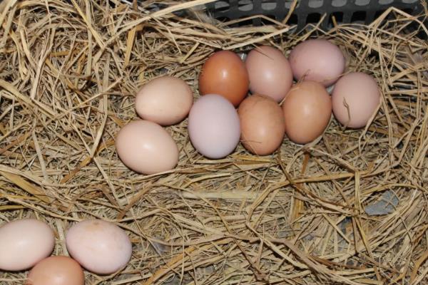 饲料鸡蛋有激素吗,怎么区分土鸡蛋和饲料鸡蛋
