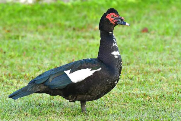 番鸭会飞么,番鸭和普通鸭子的区别