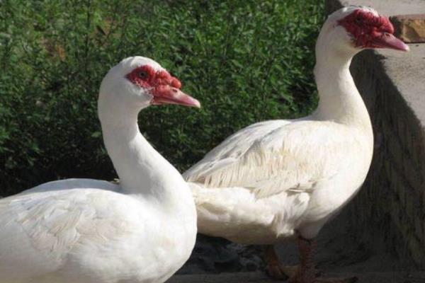 番鸭会飞么,番鸭和普通鸭子的区别