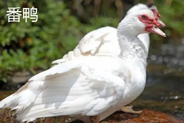 番鸭会飞么,番鸭和普通鸭子的区别