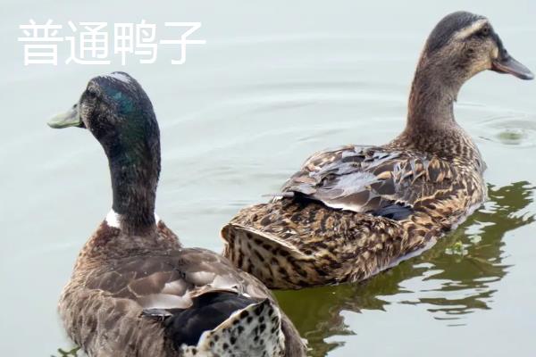 番鸭会飞么,番鸭和普通鸭子的区别