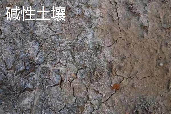 改良酸性土壤的碱,酸性土壤和碱性土壤的区别