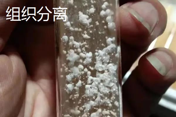 食用菌组织分离与孢子分离制种有何区别,食用菌组织分离法的优缺点