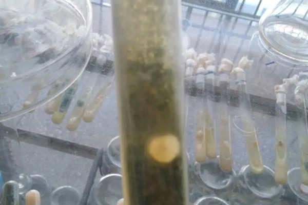 食用菌组织分离与孢子分离制种有何区别,食用菌组织分离法的优缺点