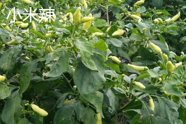 小米辣的种植与管理，小米辣和朝天椒的区别