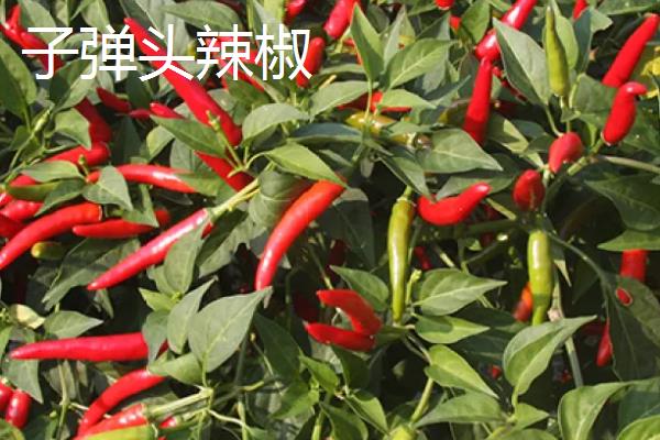 子弹头辣椒种植要点，和灯笼椒有什么区别