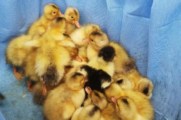 小鸭子有细菌病毒吗