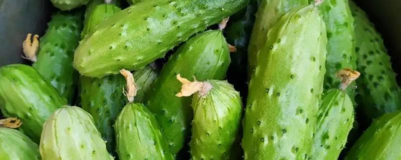 黄瓜是蔬菜还是水果