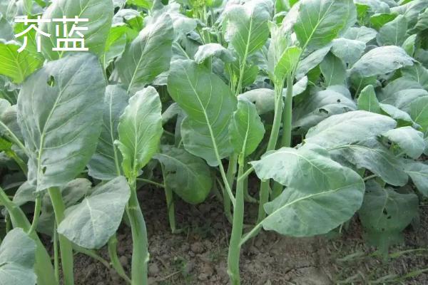 黄瓜是蔬菜还是水果