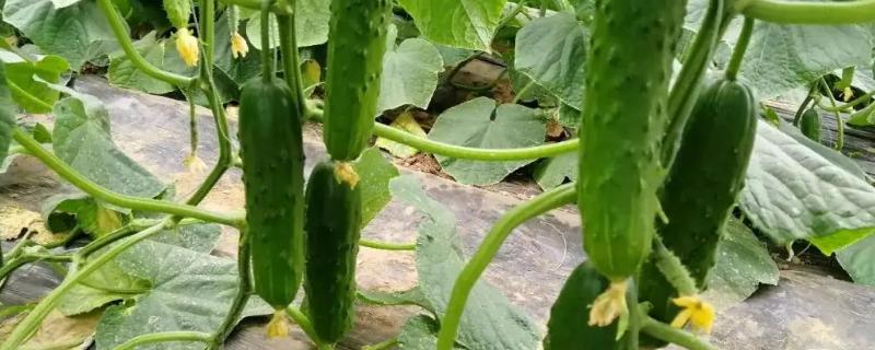 黄瓜的果实类型