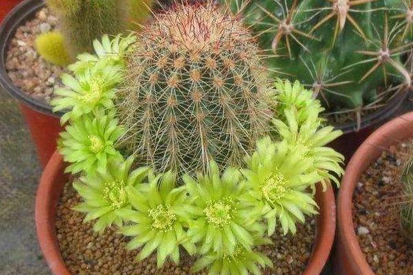 仙人球用浇水吗