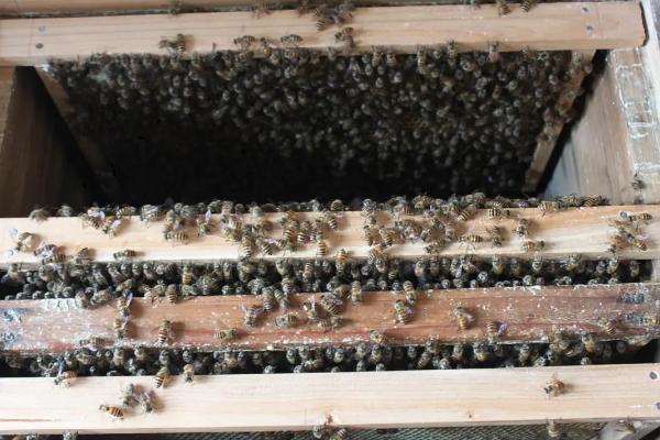 密蜂分箱后有一箱没蜂王,后又出来几个王台怎么办?