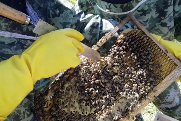 密蜂分箱后有一箱没蜂王,后又出来几个王台怎么办?