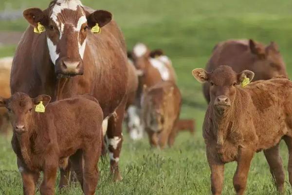 布病的牛怎么处理，附布病有什么症状