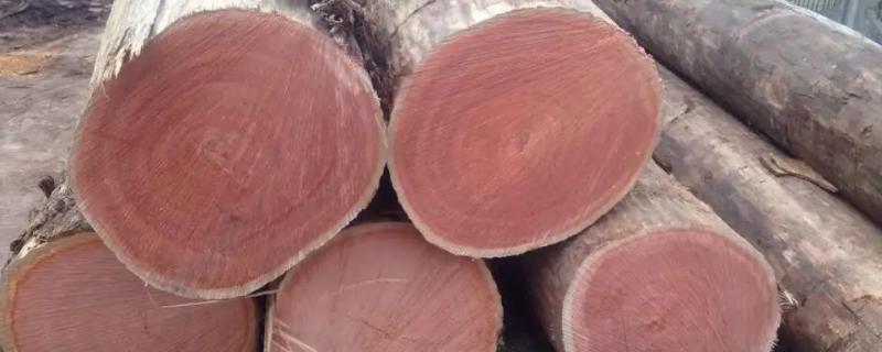 海棠木为什么很少人用