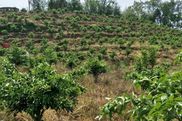 柑橘适宜种在山地吗