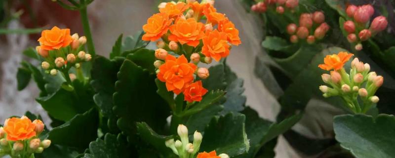 长寿花用什么花肥