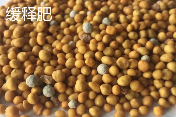 长寿花用什么花肥