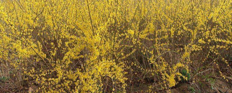 连翘苗一亩多少棵