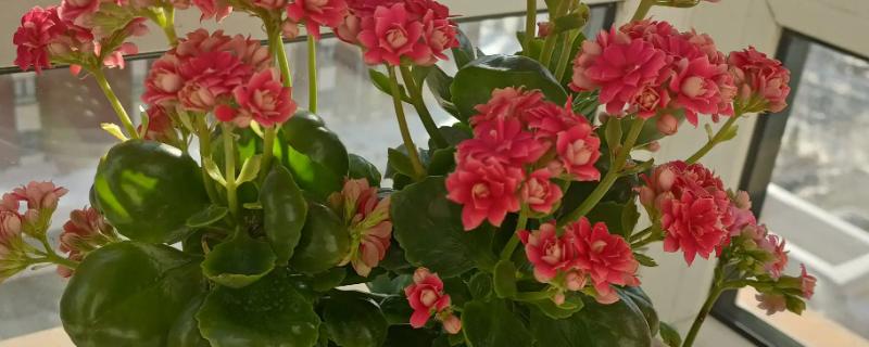 长寿花怎么浇水