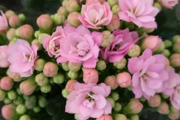 长寿花怎么浇水