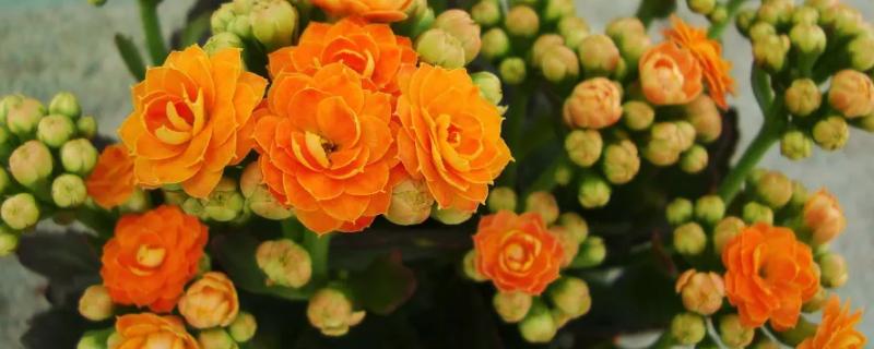 玉树嫁接长寿花几月份最合适