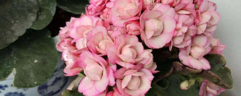 长寿花怎么嫁接